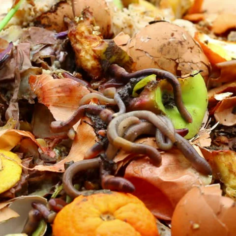 Worms in worm bin