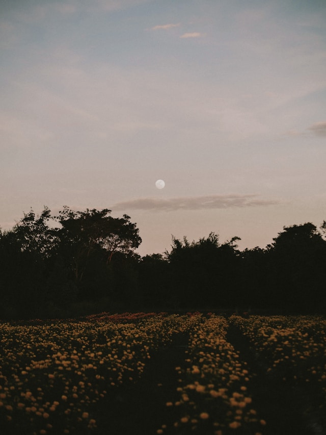 Grow your plants before the next full moon in July